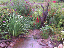 Rain Garden