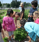 Krista Schneider leads students in harvesting herbs to make sun tea during the Garden Discovery Summer Camp