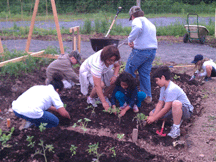 Planting