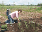 Andrea Fendrick helps plant the Pollinator Demonstration Garden