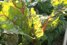 Swiss chard