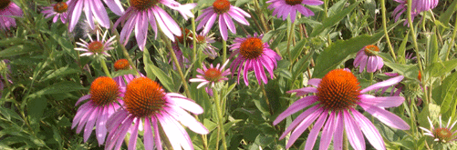 Coneflowers in bloom