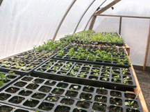 Seedlings warming in the hoop house