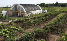 View of market garden, 2011