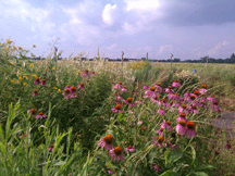 Pollinator Garden