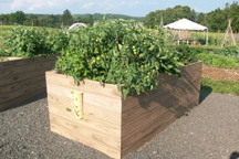 Raised beds may be rented by elderly individuals