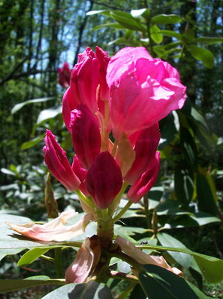 'John C. White' Rhododendron
